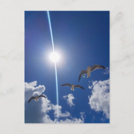 Seagulls Flying Sky Clouds Sun Briefkaart