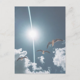 Seagulls Flying Sky Clouds Sun Briefkaart