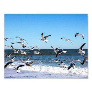 Seagulls Foto Afdruk