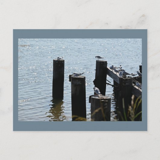 Seagulls Foto Briefkaart (Voorkant)