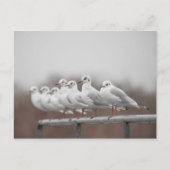 Seagulls Foto Feestdagenkaart (Voorkant)