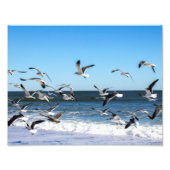 Seagulls Foto Foto Afdruk (Voorkant)