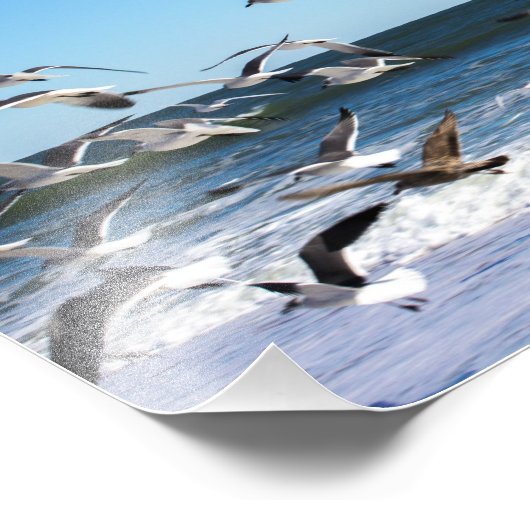 Seagulls Foto Foto Afdruk (Hoek)