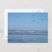 Seagulls in de lucht briefkaart (Voorkant / Achterkant)