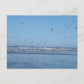 Seagulls in de lucht briefkaart
