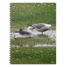 Seagulls in een puddle notitieboek
