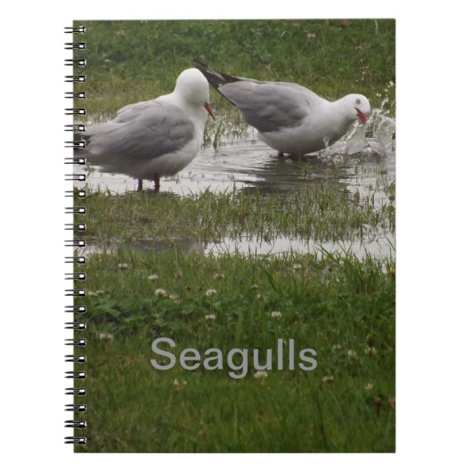 Seagulls in een puddle notitieboek (Voorkant)