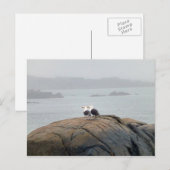 Seagulls in Kennebunkport, Maine Briefkaart (Voorkant / Achterkant)