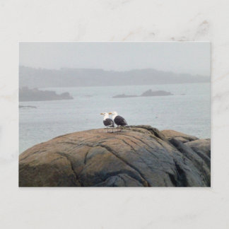 Seagulls in Kennebunkport, Maine Briefkaart