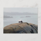 Seagulls in Kennebunkport, Maine Briefkaart (Voorkant)