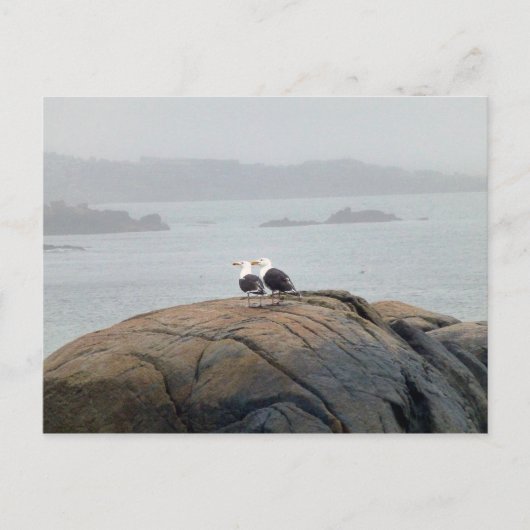 Seagulls in Kennebunkport, Maine Briefkaart (Voorkant)