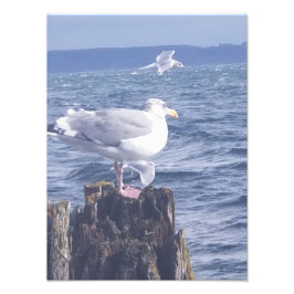 Seagulls in Port Townsend Foto Afdruk