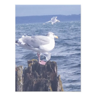 Seagulls in Port Townsend Foto Afdruk