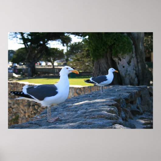 Seagulls, Monterey Poster (Voorkant)