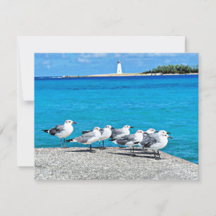 Seagulls, Nassau, Bahama's Kaart