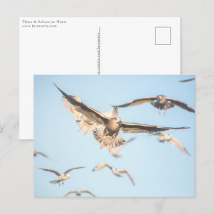 Seagulls Natuur Foto Briefkaart