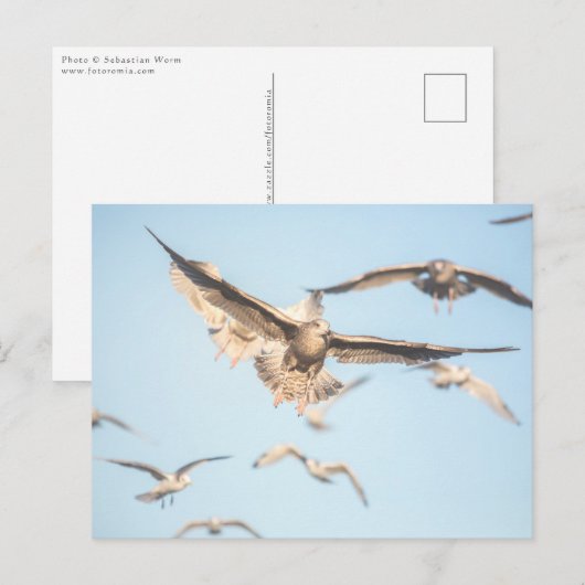 Seagulls Natuur Foto Briefkaart (Voorkant / Achterkant)