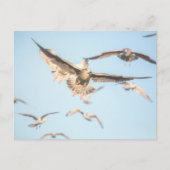 Seagulls Natuur Foto Briefkaart (Voorkant)