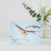 Seagulls Natuur Foto Briefkaart (Staand voorkant)