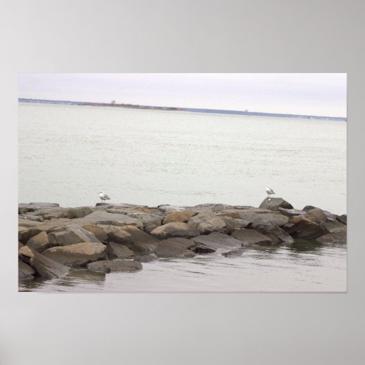 Seagulls on Rocks Poster (Voorkant)