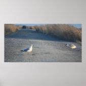 Seagulls op Wildlife Drive Poster (Voorkant)