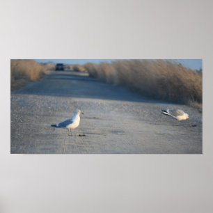 Seagulls op Wildlife Drive Poster