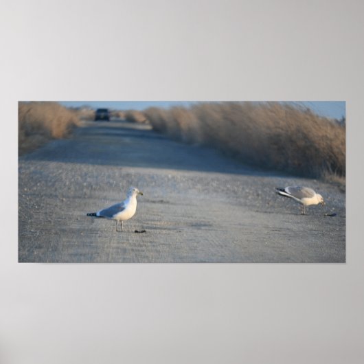 Seagulls op Wildlife Drive Poster (Voorkant)