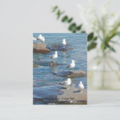 Seagulls Perch, A Seagulls    PerchDuluth, MN Briefkaart (Staand voorkant)