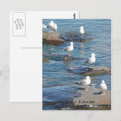 Seagulls Perch, A Seagulls    PerchDuluth, MN Briefkaart (Voorkant / Achterkant)