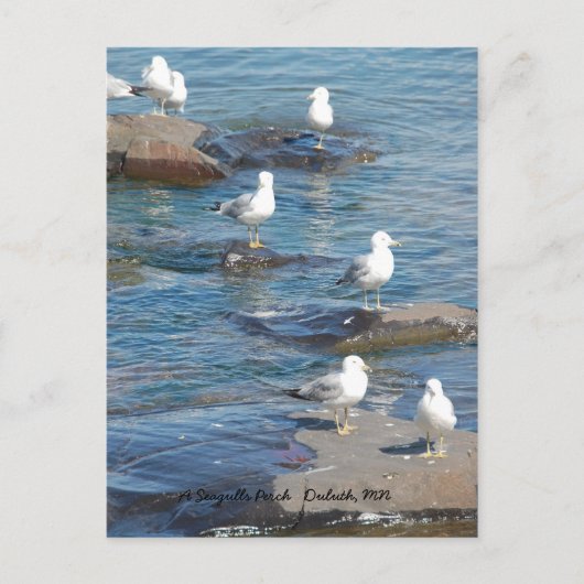 Seagulls Perch, A Seagulls    PerchDuluth, MN Briefkaart (Voorkant)