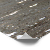 Seagulls Photo Poster (Hoek)