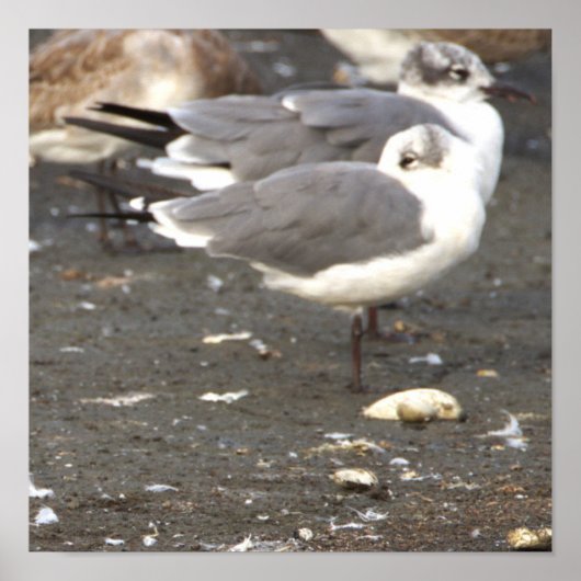 Seagulls Photo Poster (Voorkant)