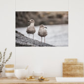 Seagulls Wildlife Photo Poster (Keuken)