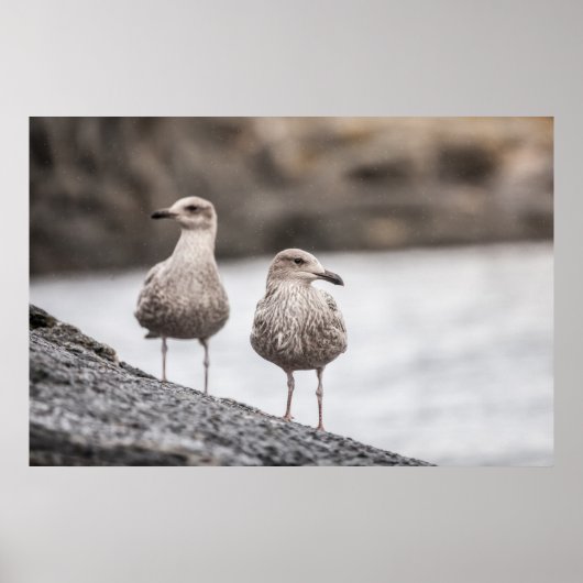 Seagulls Wildlife Photo Poster (Voorkant)