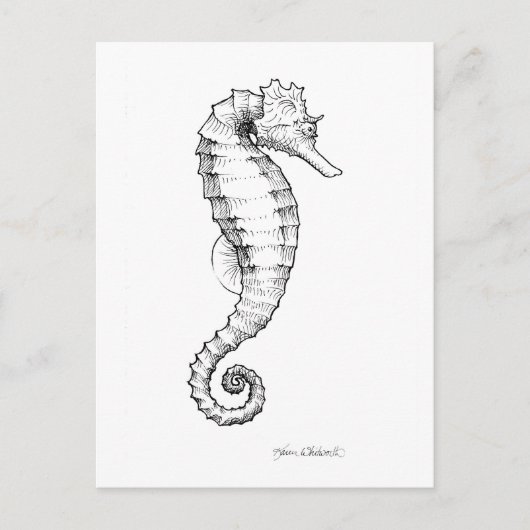 Seahorse Black and White Drawing Briefkaart (Voorkant)