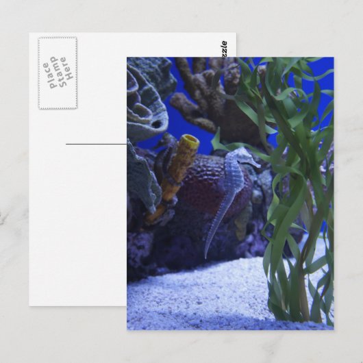 Seahorse Briefkaart (Voorkant / Achterkant)