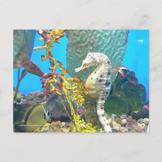 Seahorse Briefkaart (Voorkant)