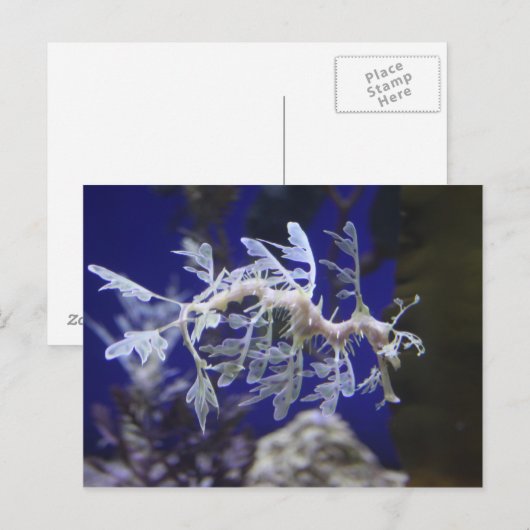 Seahorse Briefkaart (Voorkant / Achterkant)