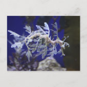 Seahorse Briefkaart (Voorkant)