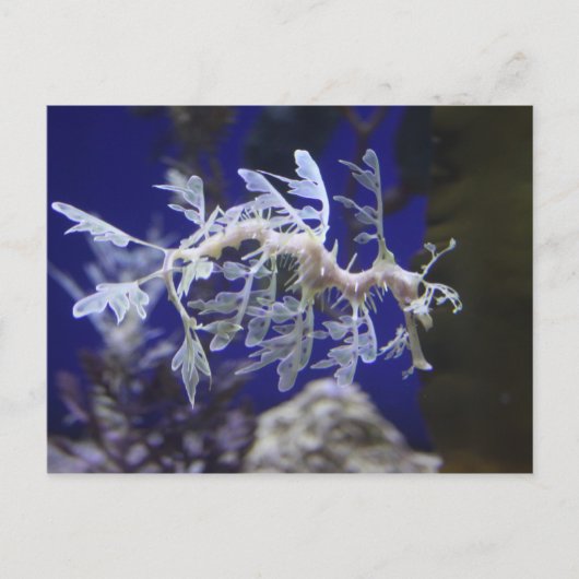 Seahorse Briefkaart (Voorkant)