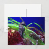 Seahorse Briefkaart (Voorkant / Achterkant)