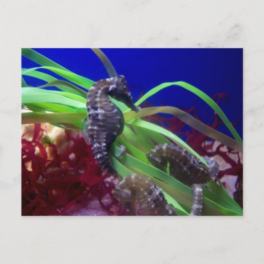 Seahorse Briefkaart (Voorkant)