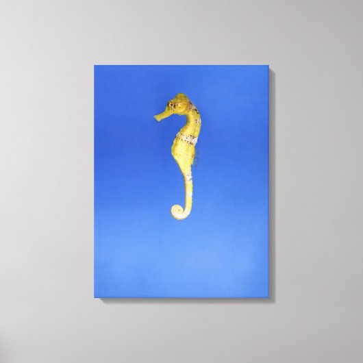 Seahorse Canvas Afdruk (Voorkant)
