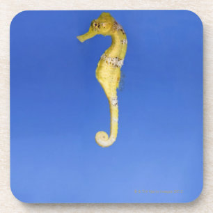 Seahorse Drankjes Onderzetter