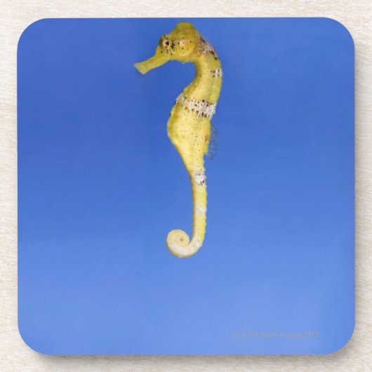 Seahorse Drankjes Onderzetter (Voorkant)