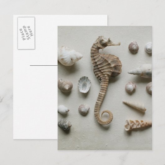 Seahorse en Shells Briefkaart (Voorkant / Achterkant)