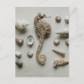 Seahorse en Shells Briefkaart (Voorkant)