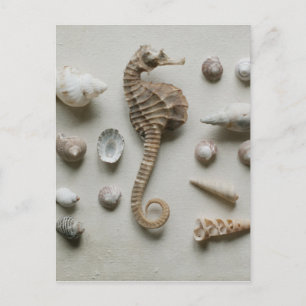Seahorse en Shells Briefkaart