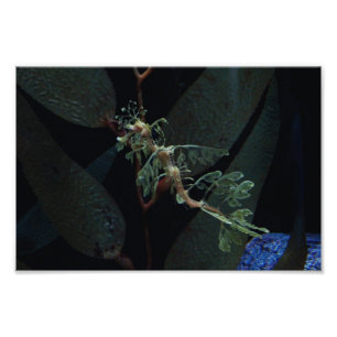 Seahorse Foto Afdruk