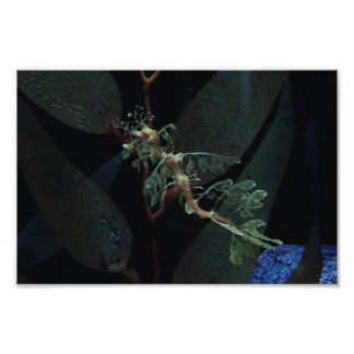 Seahorse Foto Afdruk